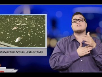 Hundreds of dead fish floating in Kentucky River (ASL – 7.8.19)