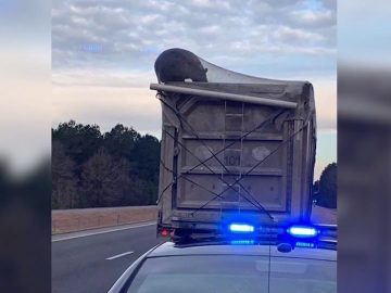 #ICYMI: Bear hitches ride on garbage truck