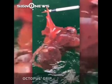 ICYMI: Eagle survives octopus death grip thanks to volunteers