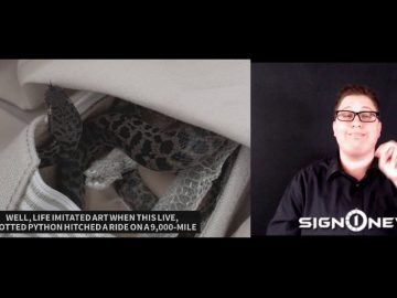ICYMI: Python makes flight to Scotland in womans shoe