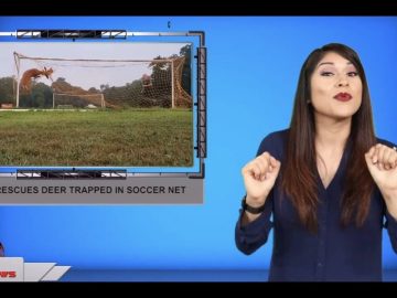 [ID: 12P_Wtzd3sk] Youtube Automatic