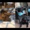 [ID: 3ZPRWDrhFI8] Youtube Automatic