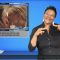 [ID: IpfiLZHAN9E] Youtube Automatic