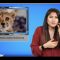 [ID: NSfcVcM3QJY] Youtube Automatic