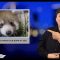 [ID: RQXbdo_4BbU] Youtube Automatic