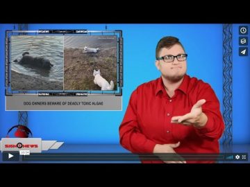 Sign1News 8.14.19 – News for the Deaf community powered by CNN in American Sign Language (ASL).