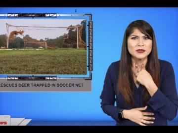 Sign1News 8.23.19 – News for the Deaf community powered by CNN in American Sign Language (ASL).