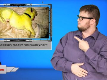 Family shocked when dog gives birth to green puppy!