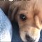 Private: [ID: 9o2RXRAiKIg] Youtube Automatic