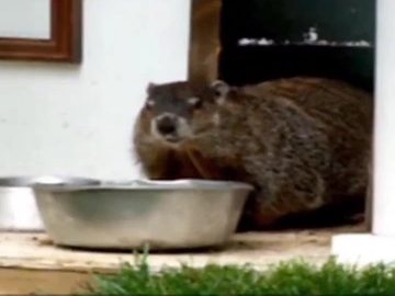 ICYMI: It’s Groundhog Day!