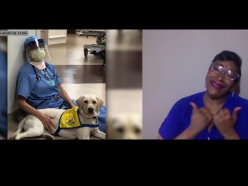 Therapy dog comforts hospital staff