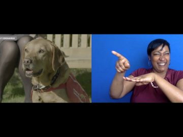 Dogs being trained to sniff out coronavirus