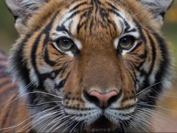 ICYMI: Tiger at Bronx zoo tests positive for coronavirus