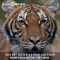 ICYMI: Tiger at Bronx zoo tests positive for coronavirus
