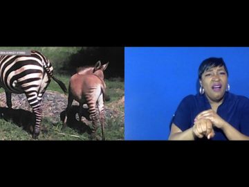 Zebra gives birth to zonkey, rare zebra-donkey hybrid