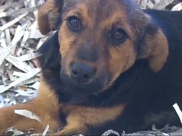 ICYMI: BBB warns of quarantine puppy scam (5.16.20)