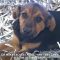 ICYMI: BBB warns of quarantine puppy scam (5.16.20)