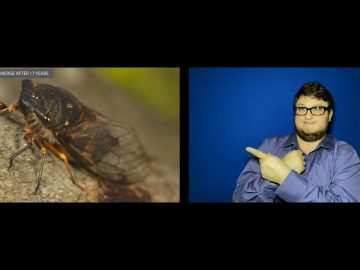 Millions of cicadas to emerge after 17 years
