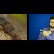 Millions of cicadas to emerge after 17 years