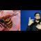 ‘Murder Hornets’ spotted in US for first time