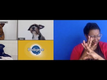 Pedigree hosting virtual dog adoptions