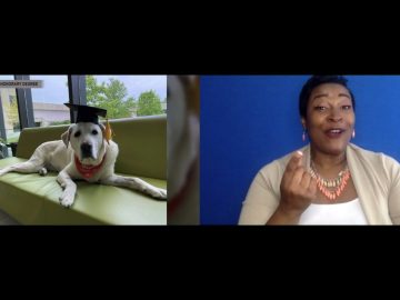 University gives therapy dog honorary degree