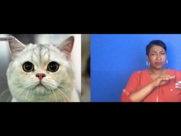 Men who like cats less likely to get date