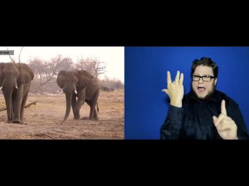 Hundreds of elephants found dead