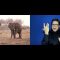 Hundreds of elephants found dead