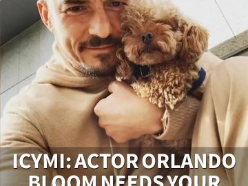 ICYMI: Actor Orlando Bloom needs your help finding his dog (7.18.20)