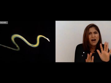 Snakes can glide in the air!