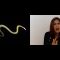Snakes can glide in the air!