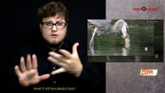 ASL+Audio Heron swallows rat in single gulp