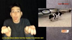 ASL+Audio Rescue of pup with upside down paws