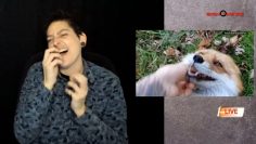 Giggling foxes (Hilarious!)