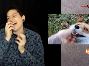 Giggling foxes (Hilarious!)