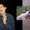 Giggling foxes (Hilarious!)